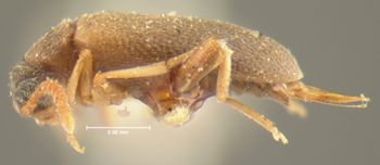 Media type: image;   Entomology 24335 Aspect: habitus lateral view